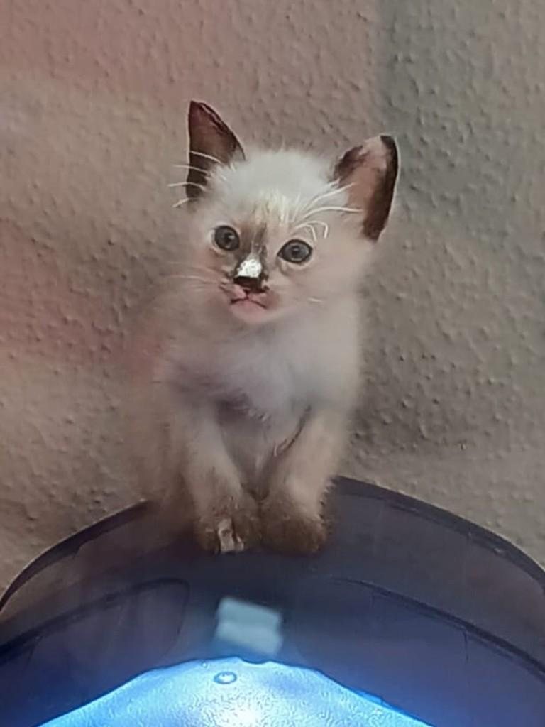 Milka, gata de porte pequeno para adoção em São Paulo - SP