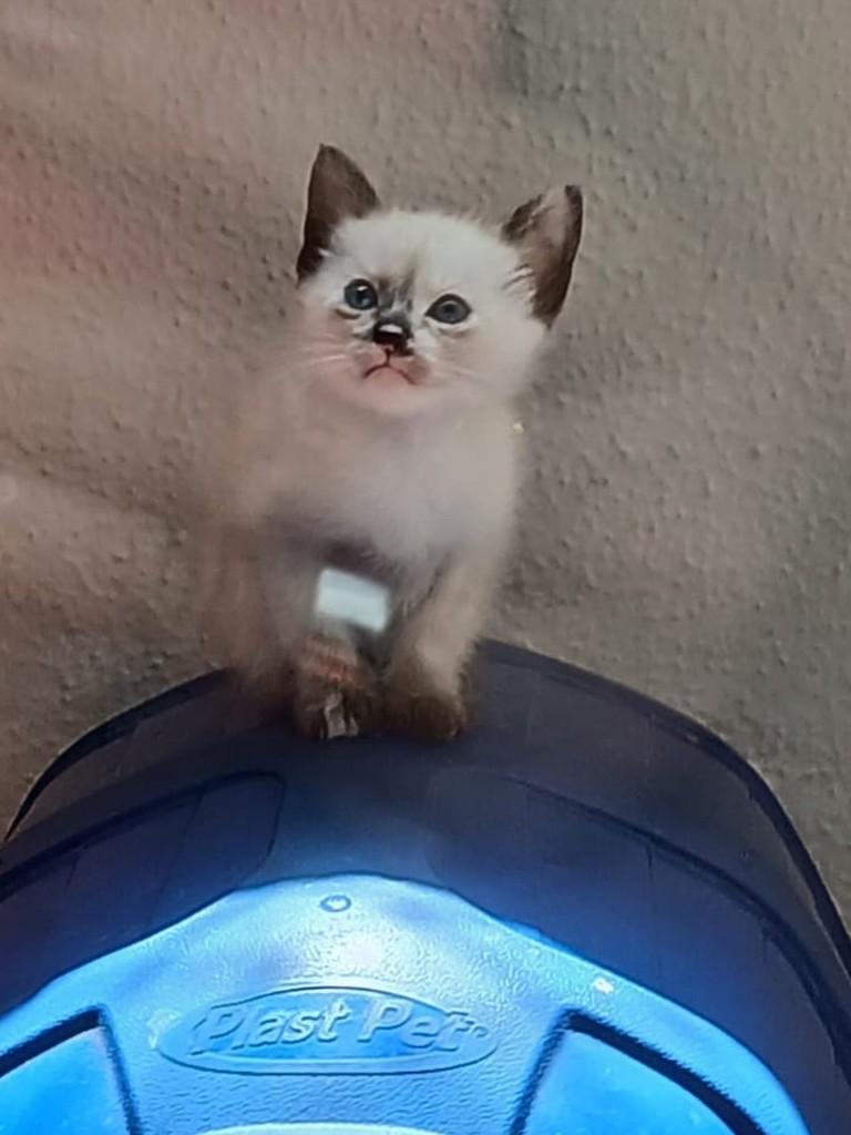 Milka, gata de porte pequeno para adoção em São Paulo - SP — foto 2 de 2