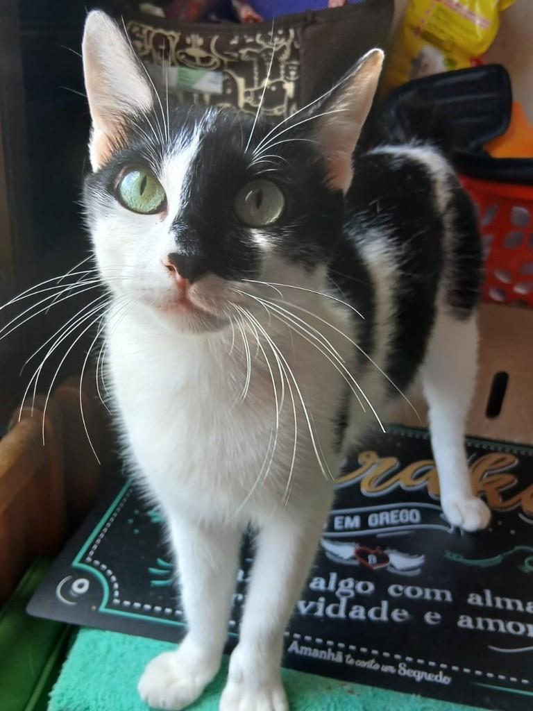 Jade, gata de porte pequeno para adoção em São Paulo - SP