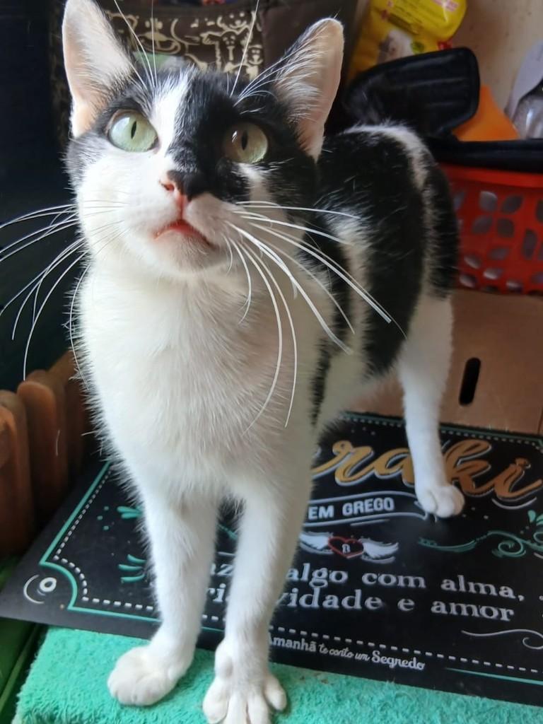 Jade, gata de porte pequeno para adoção em São Paulo - SP — foto 2 de 2