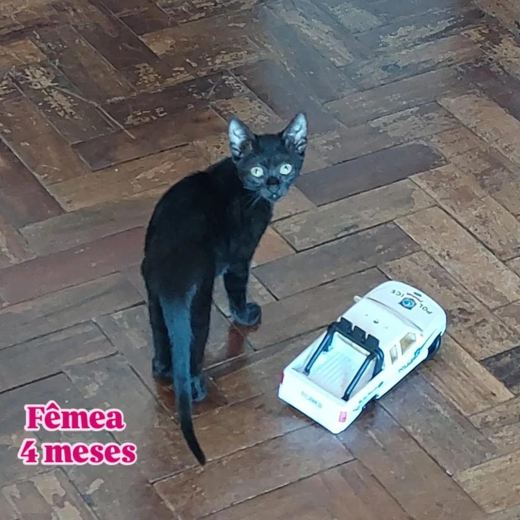 Linda, gata de porte pequeno para adoção em Encantado - RS