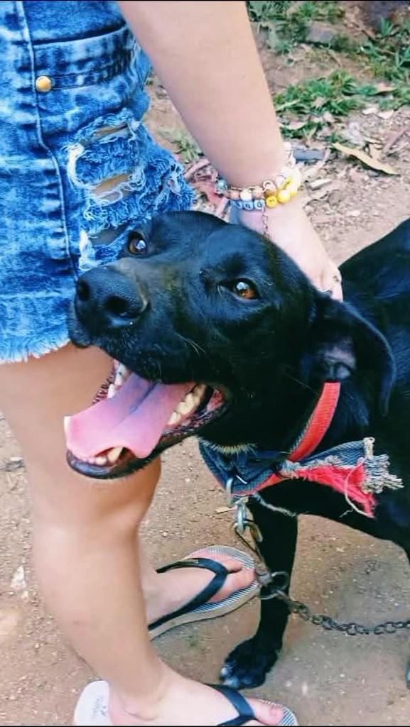Bidu, cachorro de porte médio para adoção em Encantado - RS