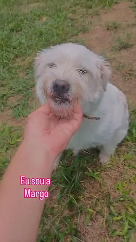 Margô, cachorro de porte médio para adoção em Encantado - RS