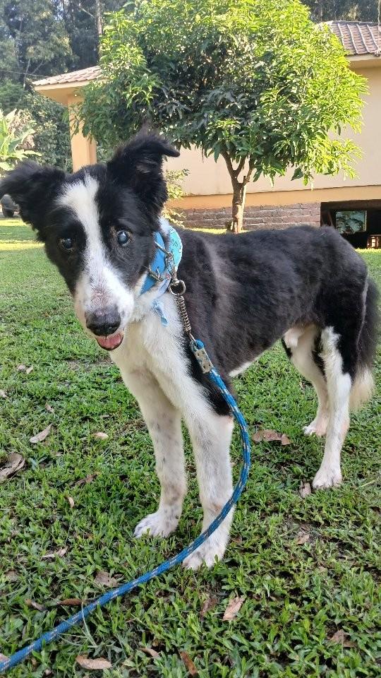 Rodolfo, cachorro de porte médio para adoção em Jacarezinho - PR