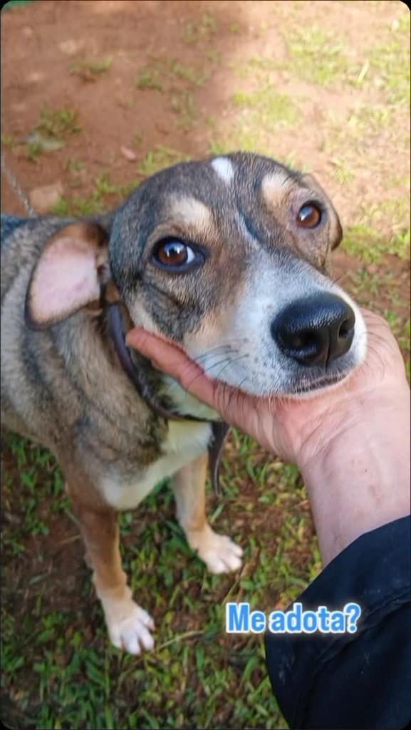 Tody, cachorro de porte médio para adoção em Encantado - RS