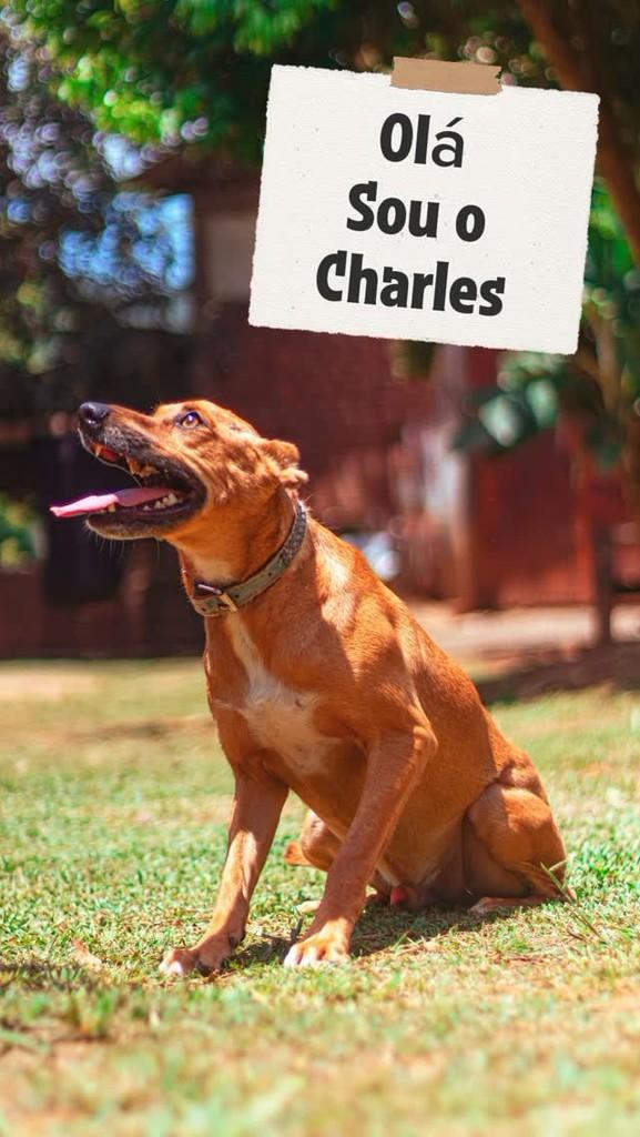 Charles, cachorro de porte médio para adoção em Encantado - RS