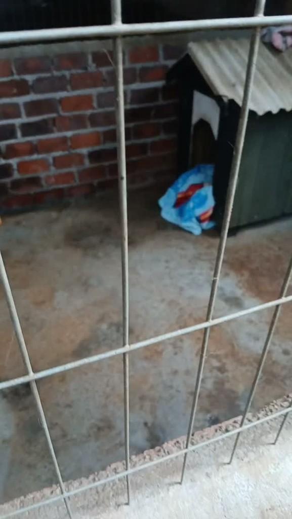 Belinha, cadela de porte pequeno para adoção em Encantado - RS