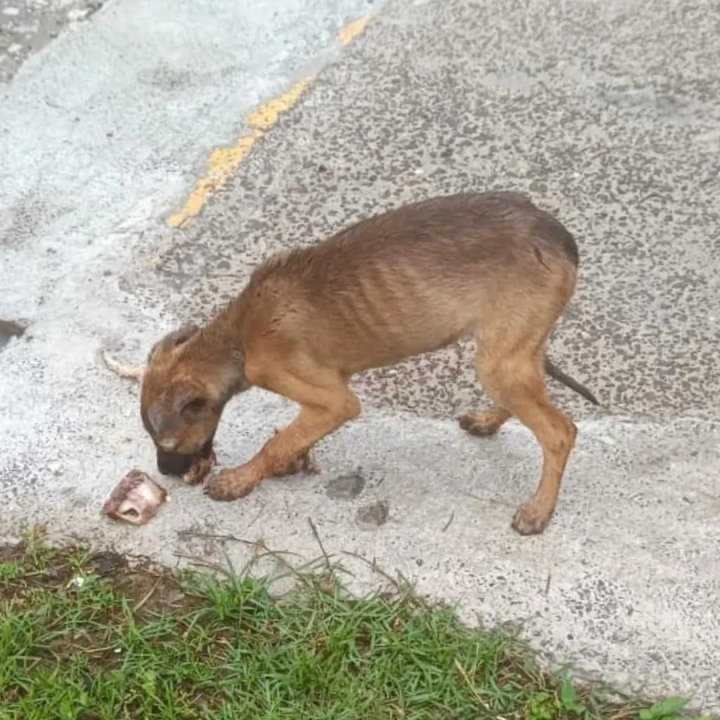 Filhotinha, cachorro de porte médio para adoção em Encantado - RS