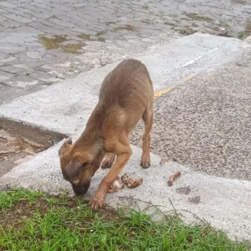 Filhotinha, cachorro de porte médio para adoção em Encantado - RS — foto 2 de 3