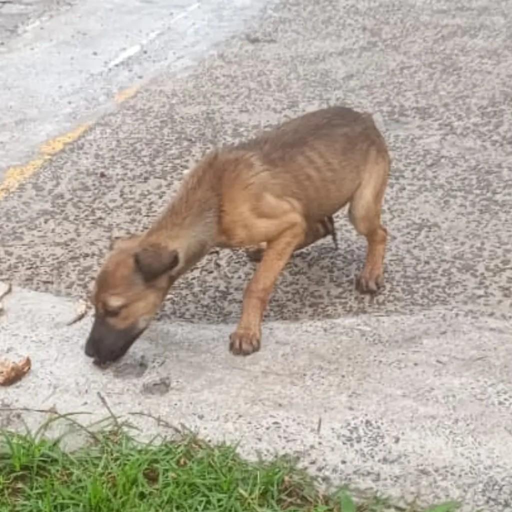 Filhotinha, cachorro de porte médio para adoção em Encantado - RS — foto 3 de 3