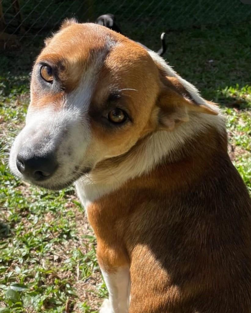 Goldie, cadela de porte médio para adoção em Canela - RS