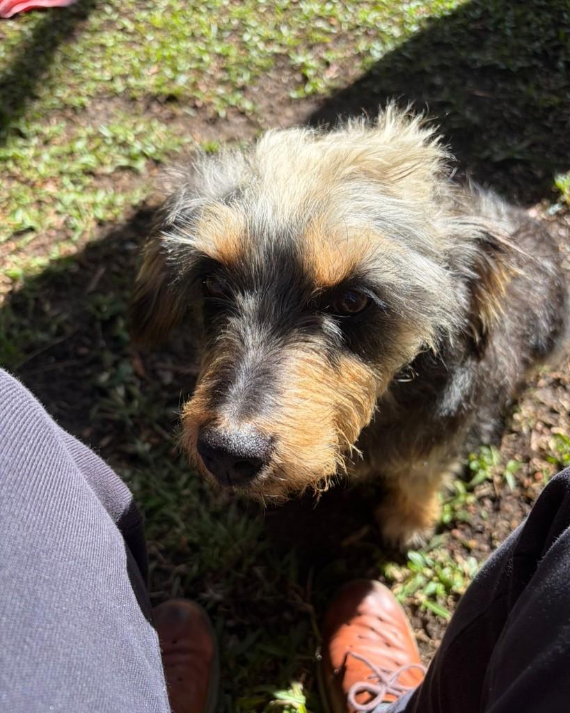 Fiapo, cachorro de porte pequeno para adoção em Canela - RS