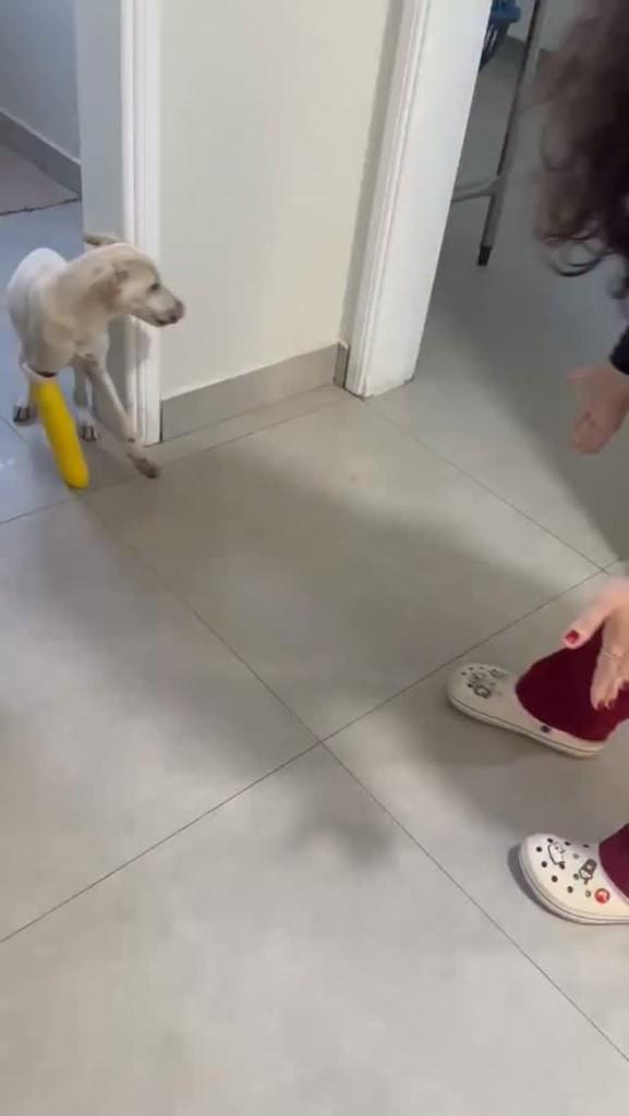 Luna, cachorro de porte pequeno para adoção em São Sebastião do Paraíso - MG