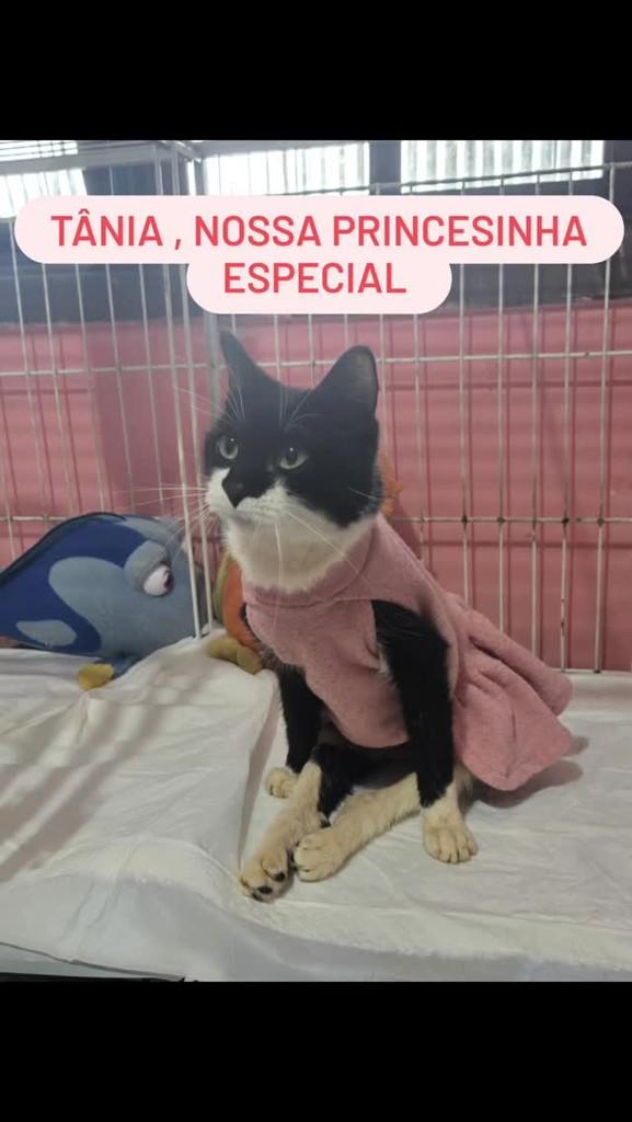 Tânia, gato de porte pequeno para adoção em Guarujá - SP