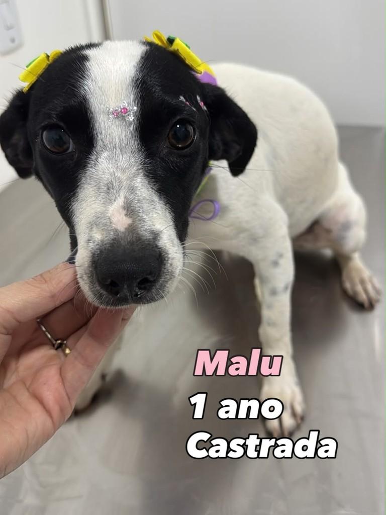 Malu, cadela para adoção em Campo Novo do Parecis - MT