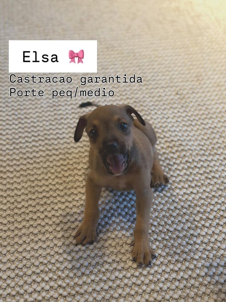 Guerreira, cadela de porte pequeno para adoção em Campo Novo do Parecis - MT
