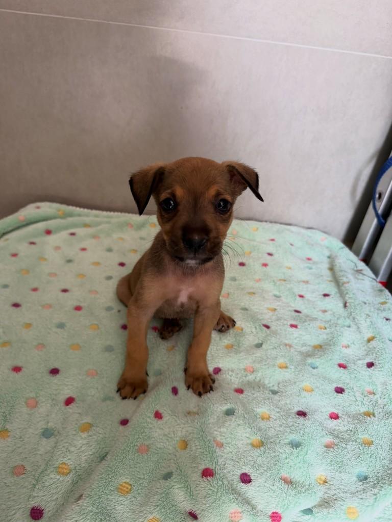 Guerreira, cadela de porte pequeno para adoção em Campo Novo do Parecis - MT — foto 2 de 2