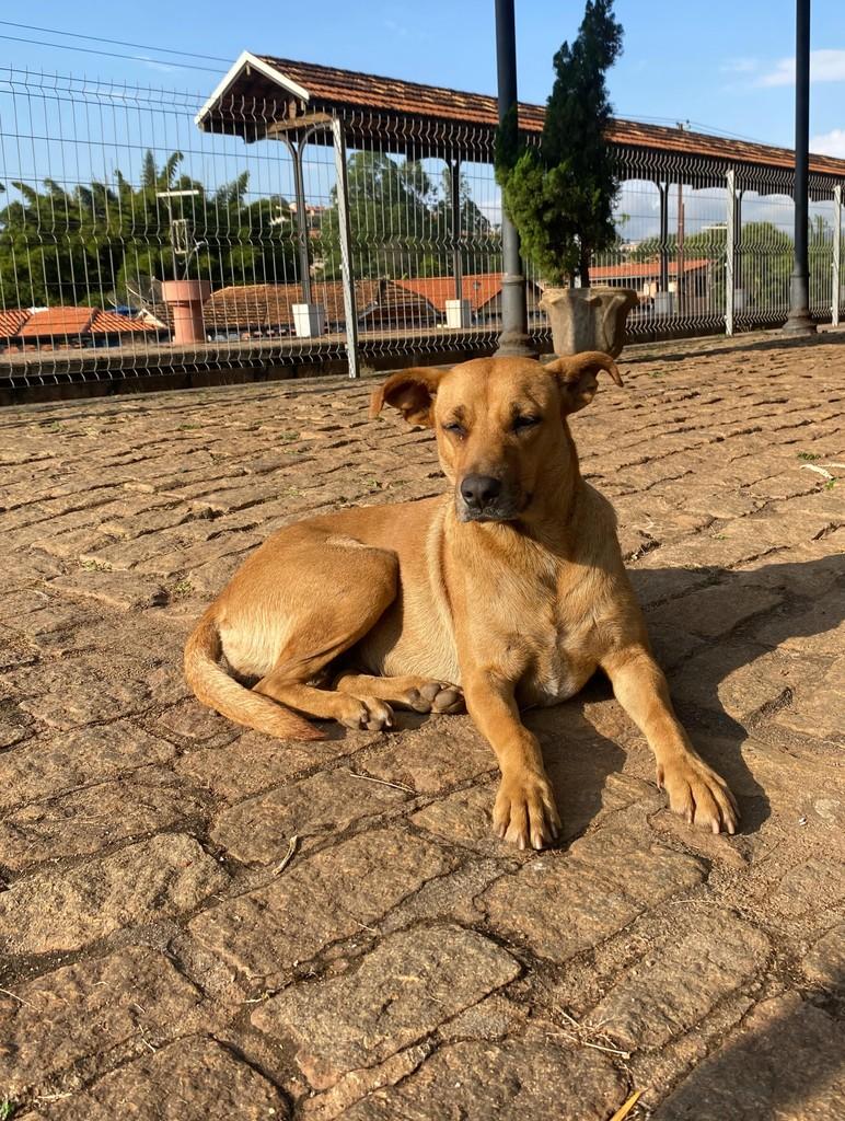 Cachorrinha, cadela de porte médio para adoção em Belo Vale - MG