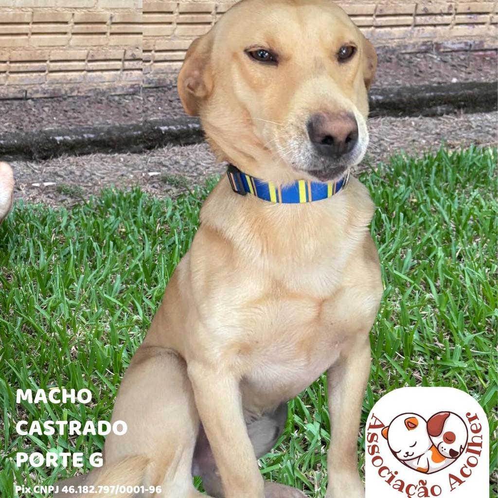 Oliver, cachorro de porte grande para adoção em Encantado - RS