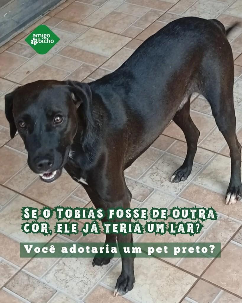 Tobias, cachorro de porte médio para adoção em Londrina - PR