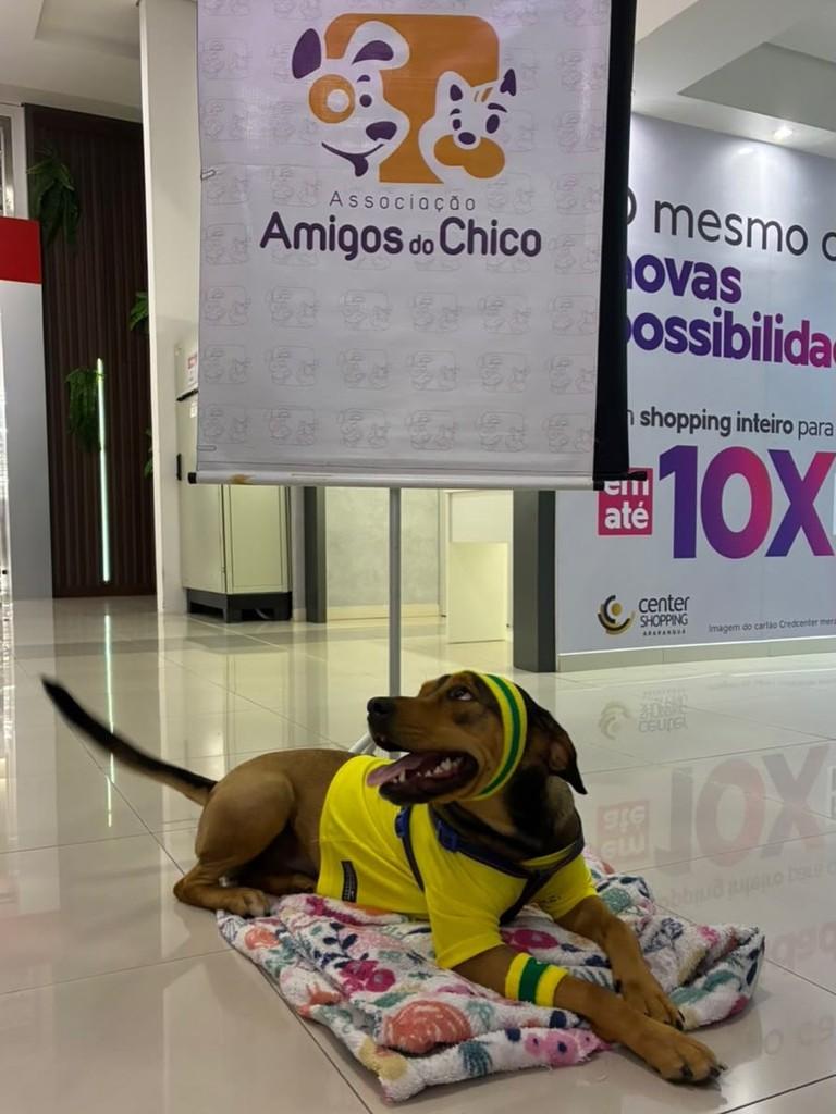 Bela, cadela de porte médio para adoção em Araranguá - SC