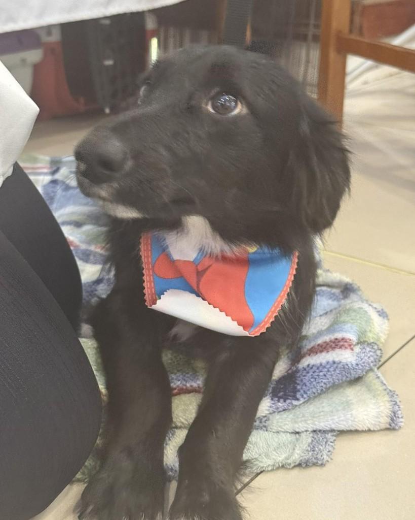 Pompeo, cachorro de porte pequeno para adoção em Araranguá - SC