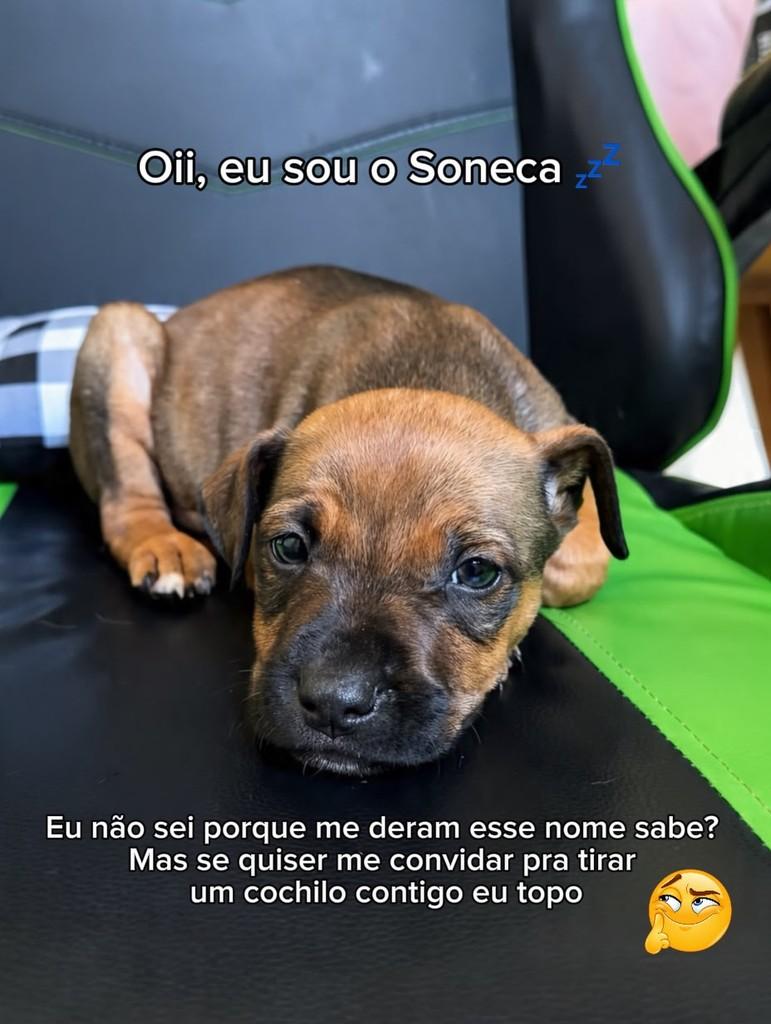 Soneca, cachorro de porte pequeno para adoção em Araranguá - SC