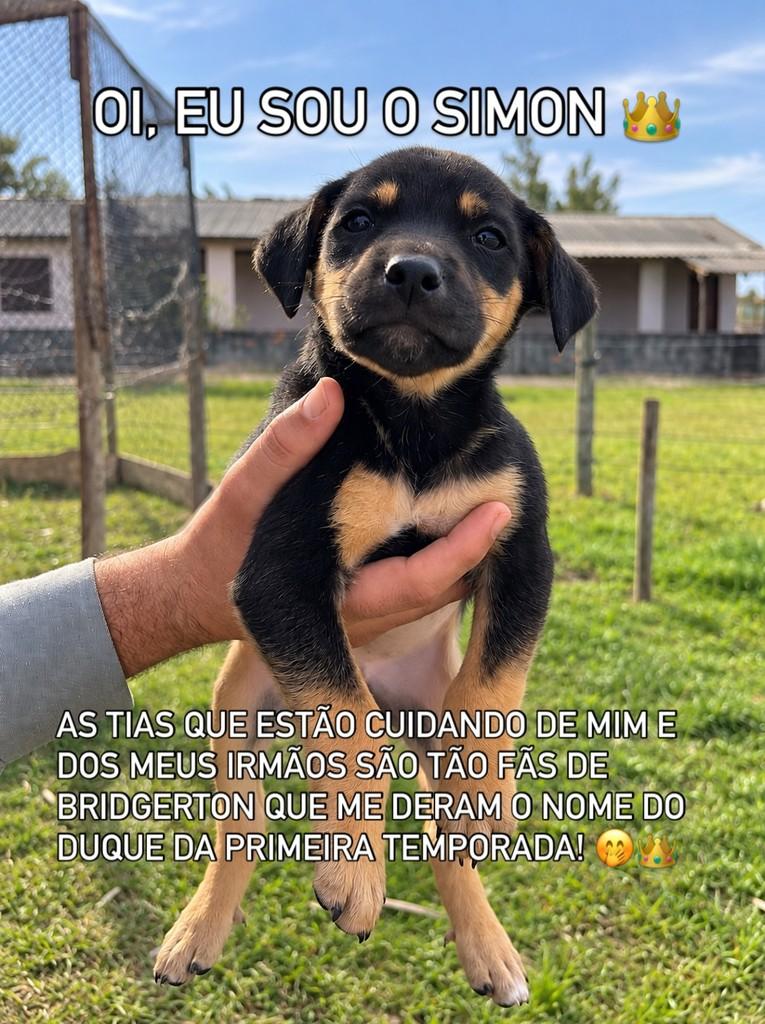 Simon, cachorro de porte médio para adoção em Araranguá - SC