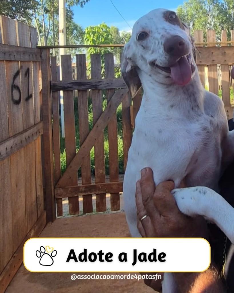 Jade, cachorro de porte médio para adoção em Feliz Natal - MT