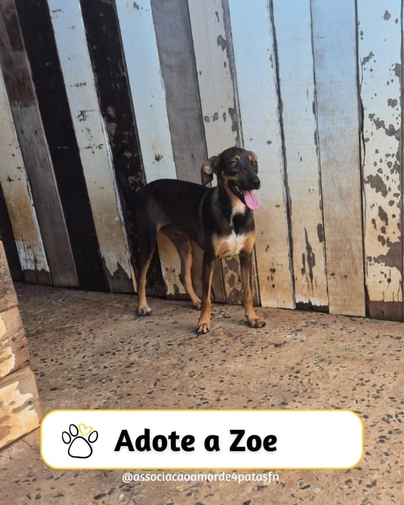 Zoe, cachorro de porte médio para adoção em Feliz Natal - MT
