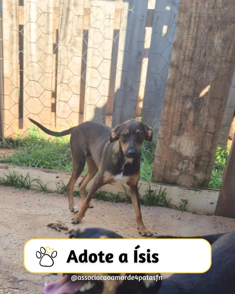 Ísis, cachorro de porte médio para adoção em Feliz Natal - MT