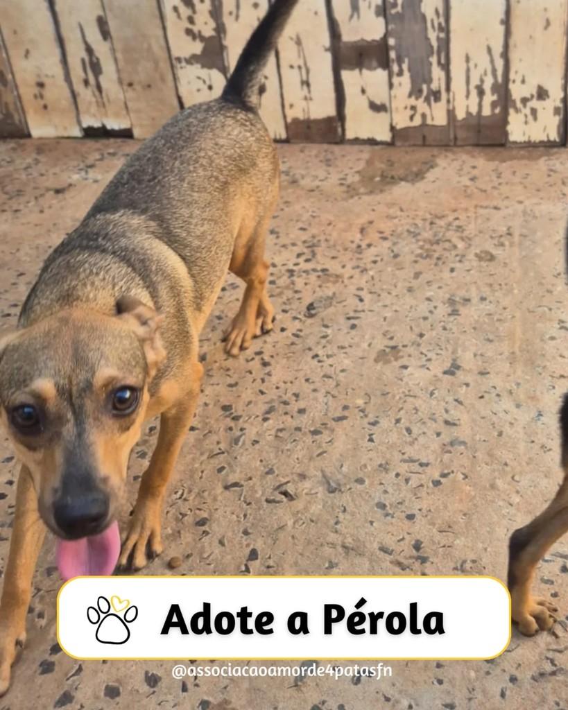 Pérola, cachorro de porte médio para adoção em Feliz Natal - MT