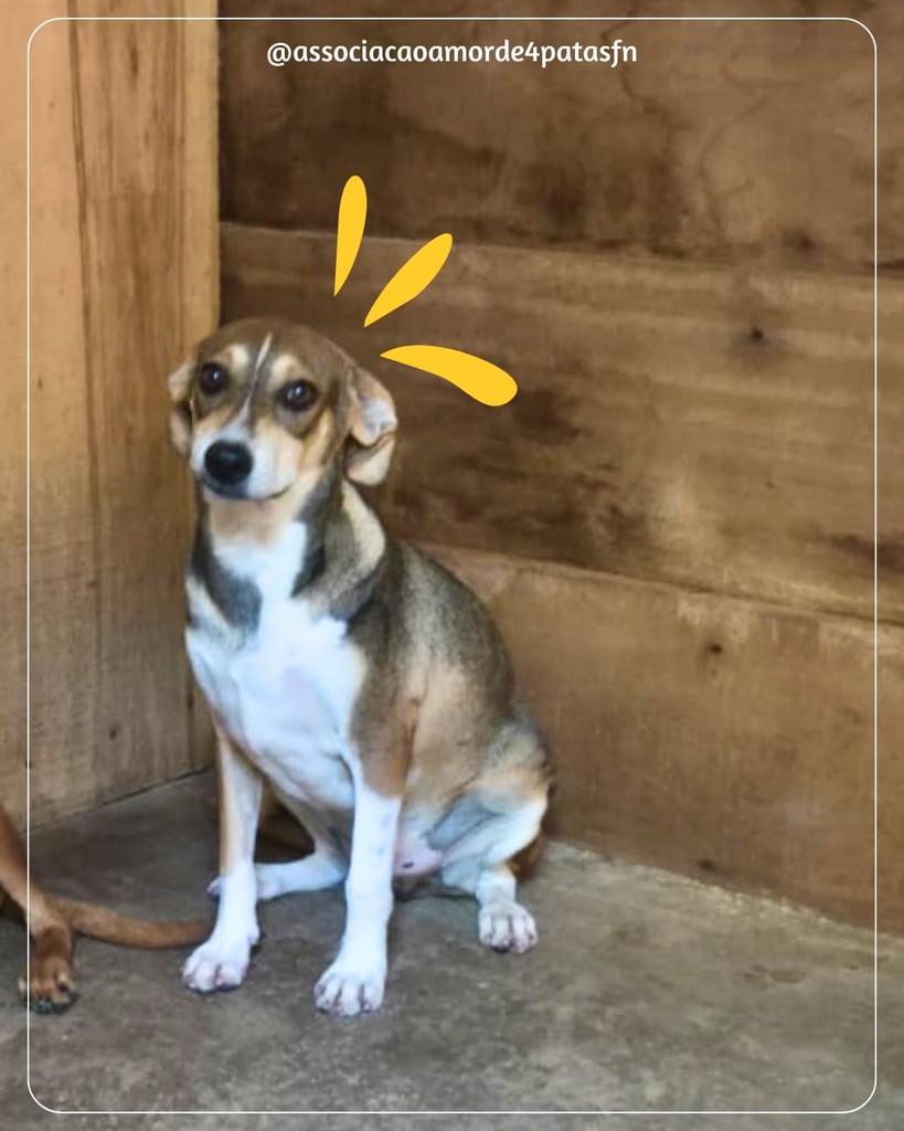Romeu, cachorro de porte médio para adoção em Feliz Natal - MT