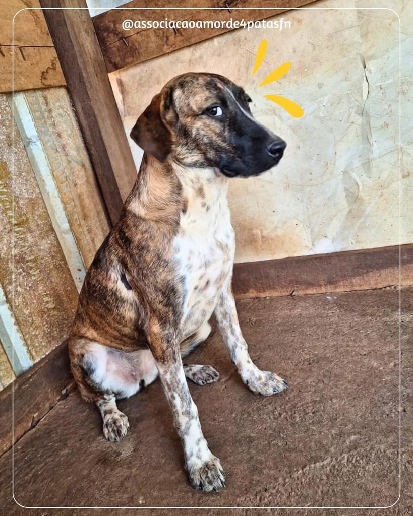 Julieta, cachorro de porte grande para adoção em Feliz Natal - MT