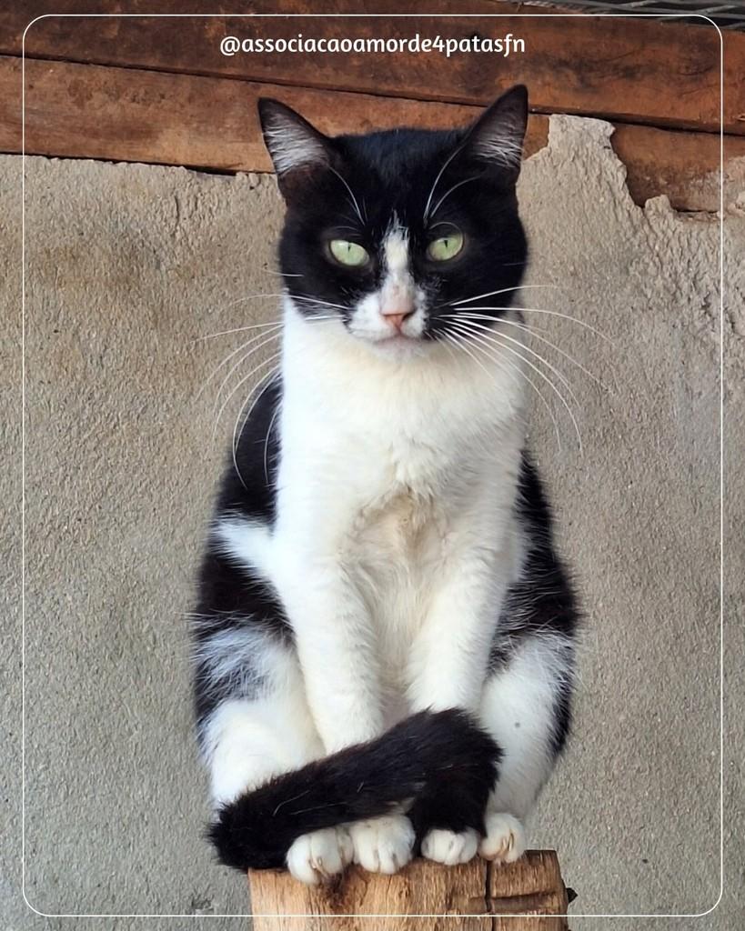 Athena, gata de porte médio para adoção em Feliz Natal - MT