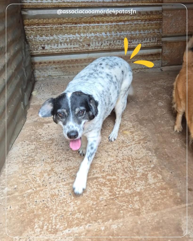Vitória, cachorro de porte médio para adoção em Vitória - ES