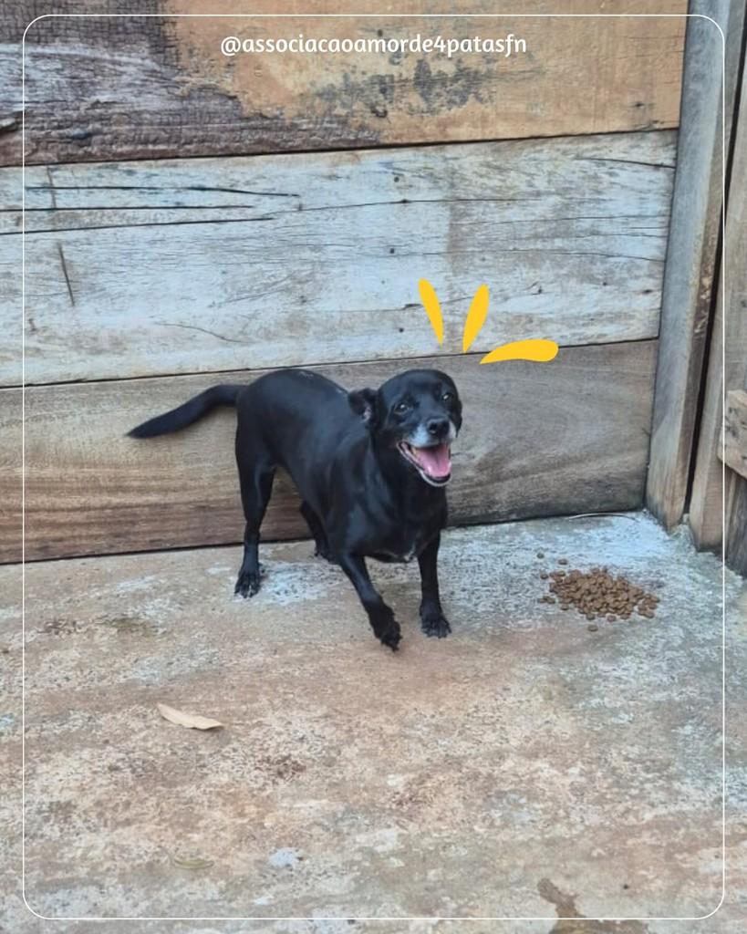 Teca, cadela de porte pequeno para adoção em Feliz Natal - MT