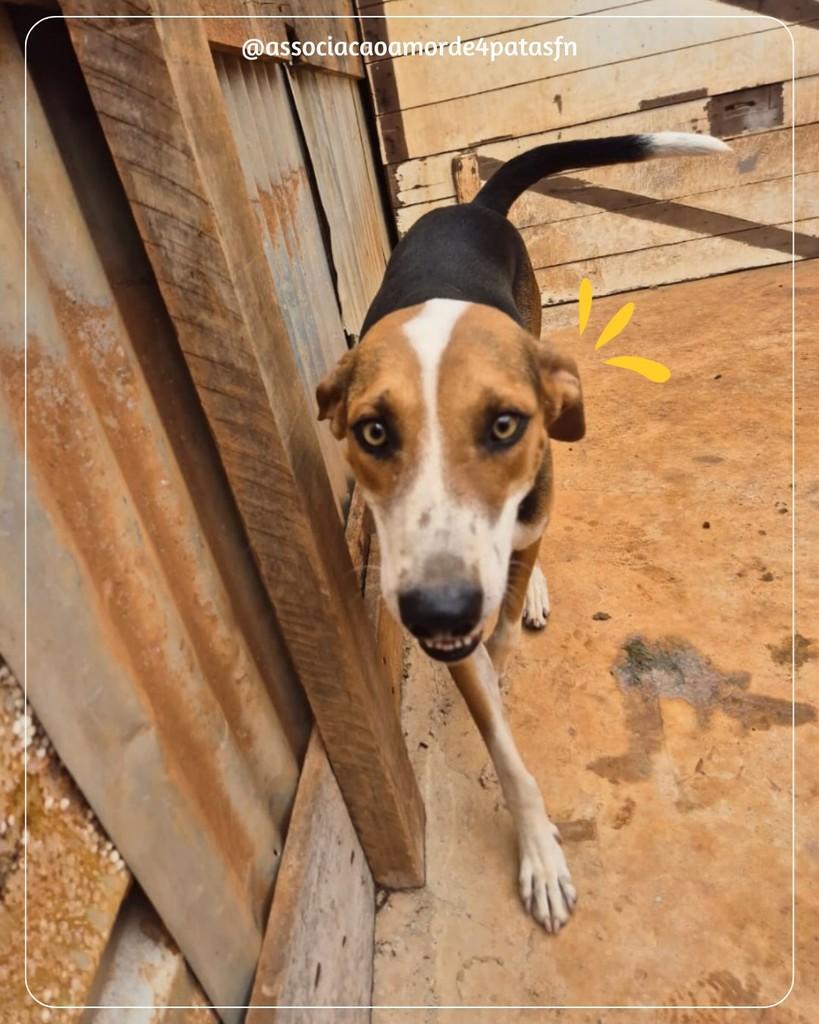 Lord, cachorro de porte médio para adoção em Feliz Natal - MT
