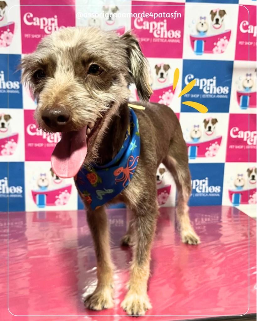 Dora, cachorro de porte pequeno para adoção em Feliz Natal - MT
