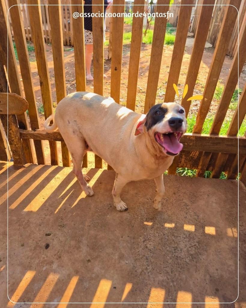 Pirata, cachorro de porte grande para adoção em Feliz Natal - MT