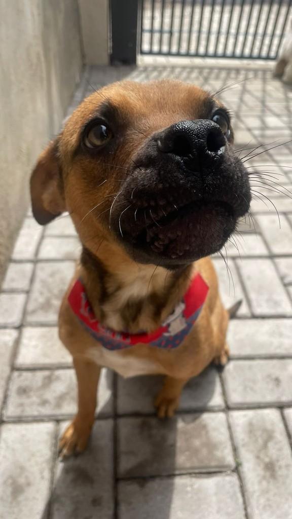 Melinho, cachorro de porte médio para adoção em Vacaria - RS