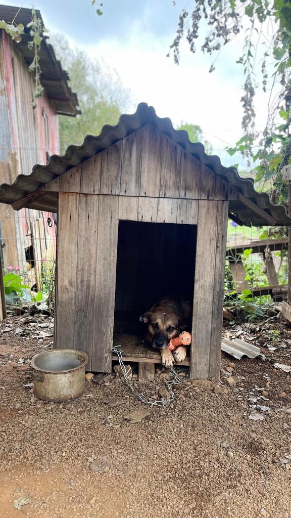 Popeye, cachorro de porte médio para adoção em Vacaria - RS