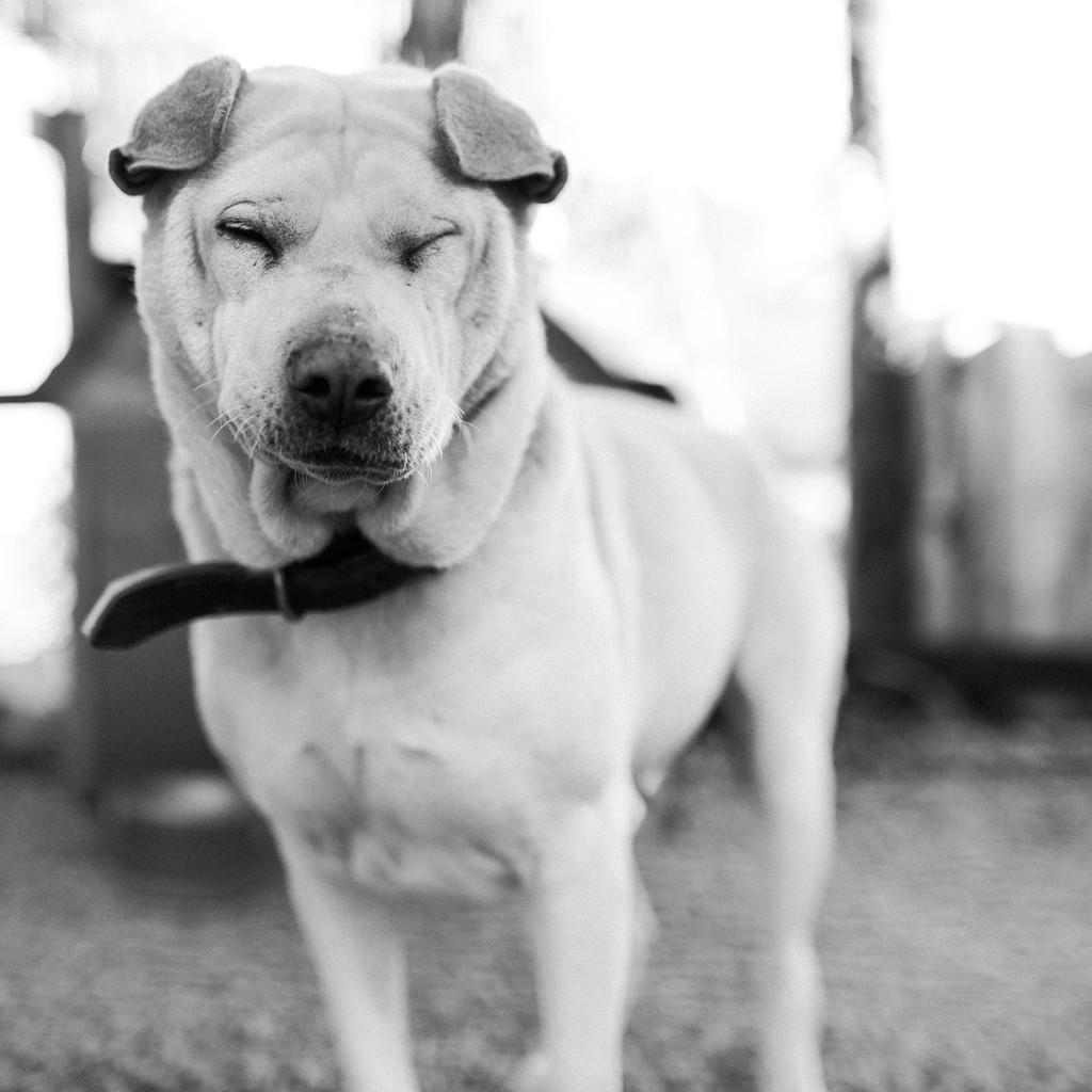 Shar-Pei, cadela de porte grande para adoção em Vacaria - RS