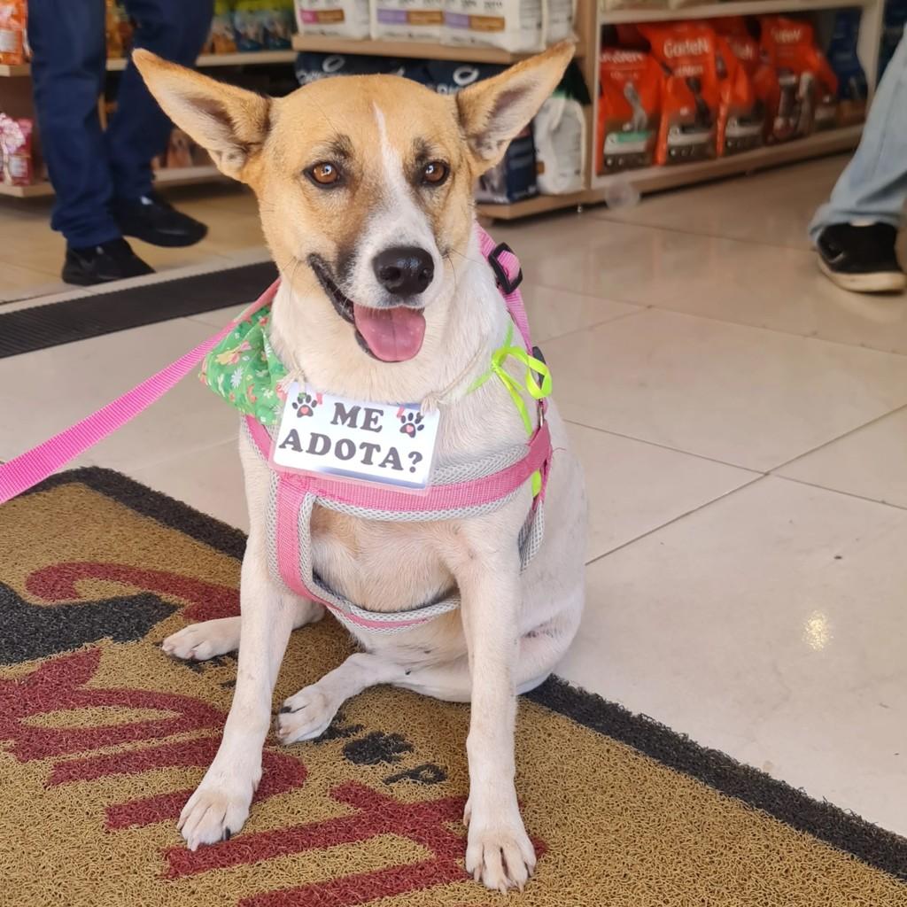 Guerreira, cachorro de porte médio para adoção em Cristalina - GO