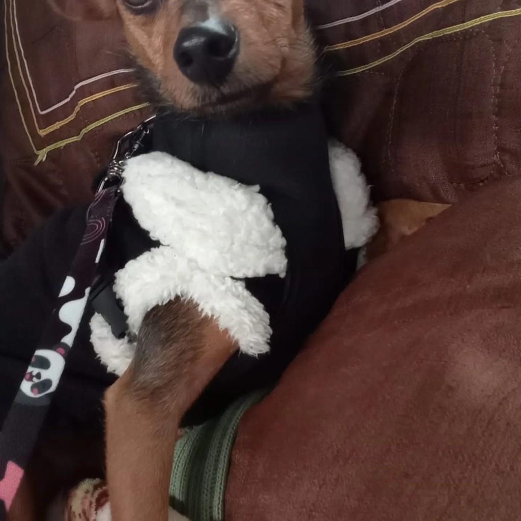 Paçoca, cachorro de porte pequeno para adoção em Cristalina - GO