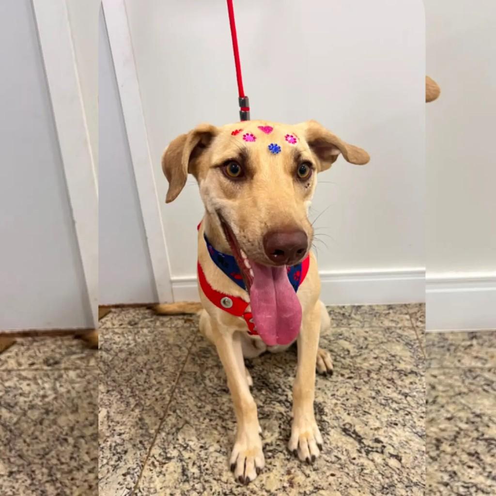 Fofinha, cachorro de porte médio para adoção em Cristalina - GO
