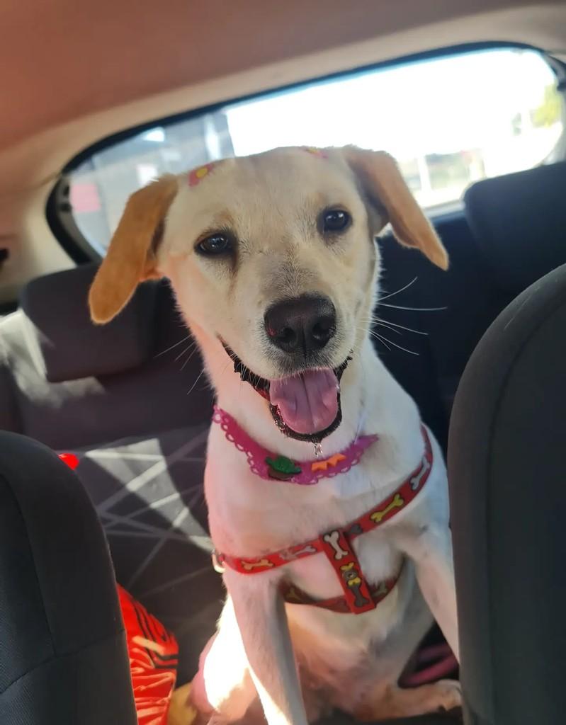 Penélope, cachorro de porte médio para adoção em Cristalina - GO