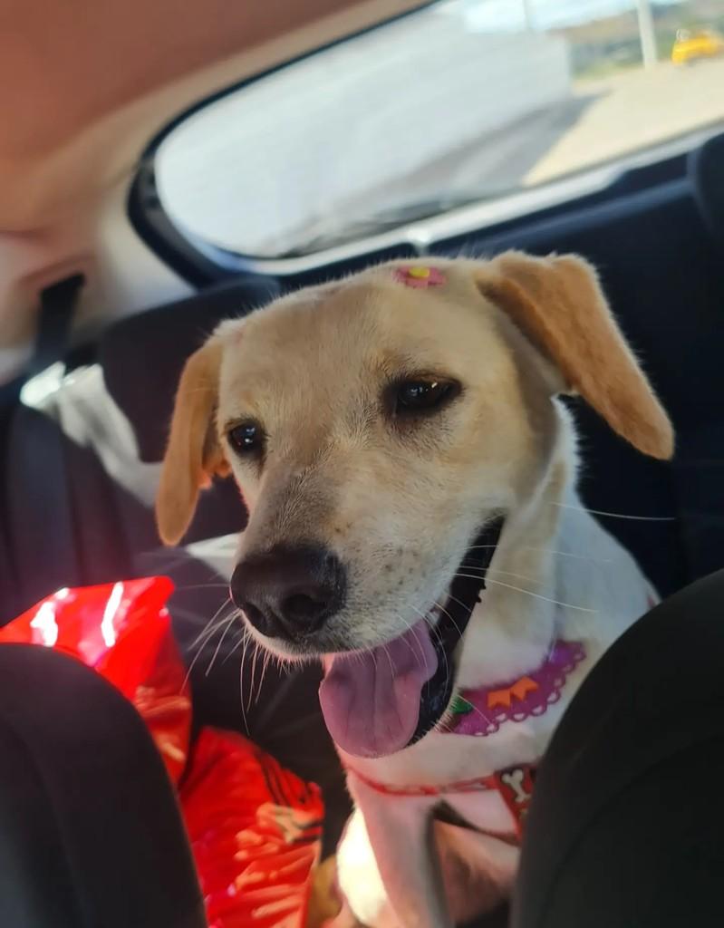 Penélope, cachorro de porte médio para adoção em Cristalina - GO — foto 2 de 3