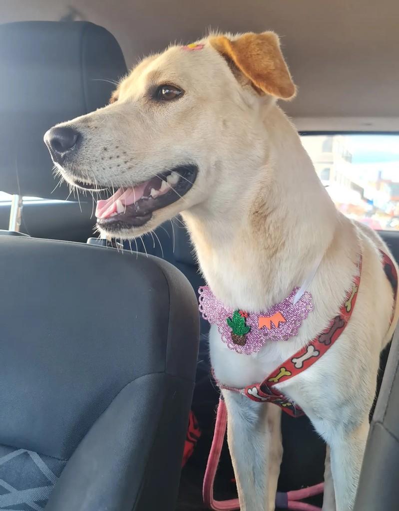 Penélope, cachorro de porte médio para adoção em Cristalina - GO — foto 3 de 3