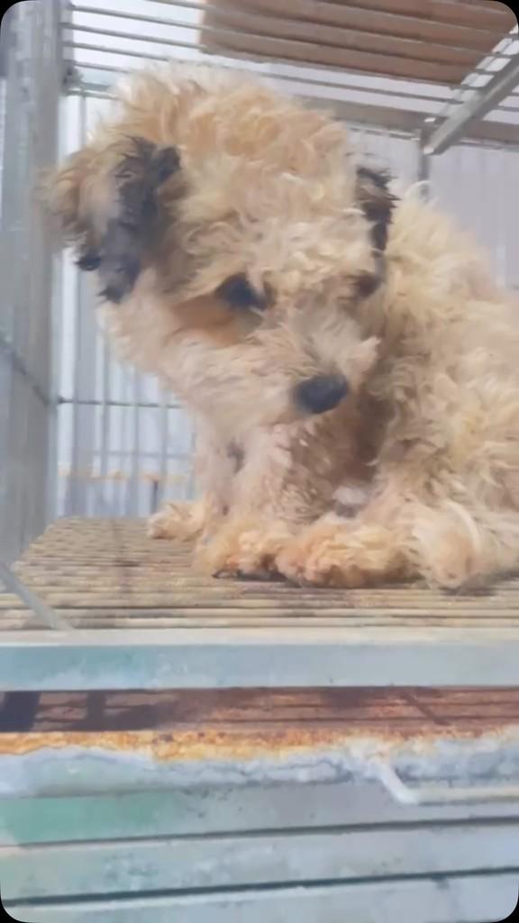 Cachorrinha, cadela de porte médio para adoção em Serra do Salitre - MG